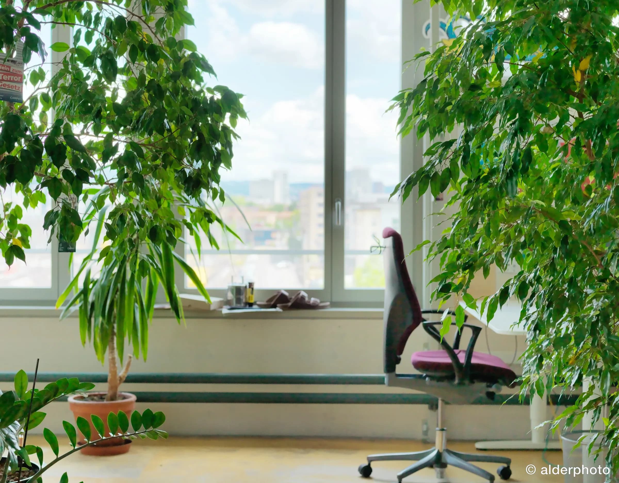 Quiet desk with plants and a city view